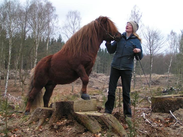 Shetlænder Sedgehill Onyx SH611  - Onyx der leger cirkus-hest billede 10