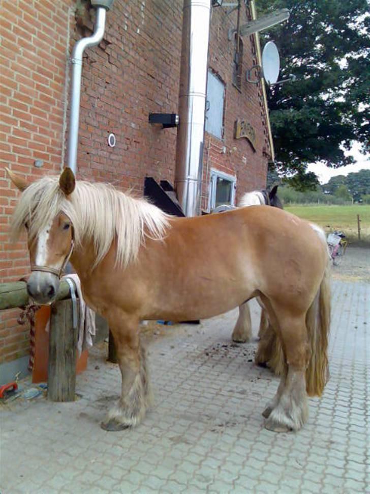 Jyde Troja R.I.P 18/10-2010 billede 6