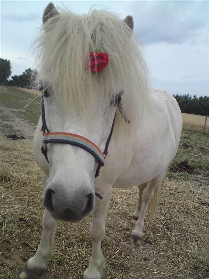 Shetlænder Freja *Venindes**Knold* - Velkommen til Freja´s profil (: Her er hun på folden med en lille blomst i pandelokken .. billede 1