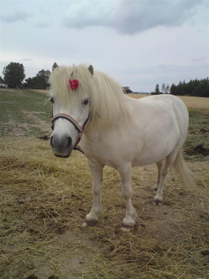 Shetlænder Freja *Venindes**Knold* - på folden med blomst .. billede 2