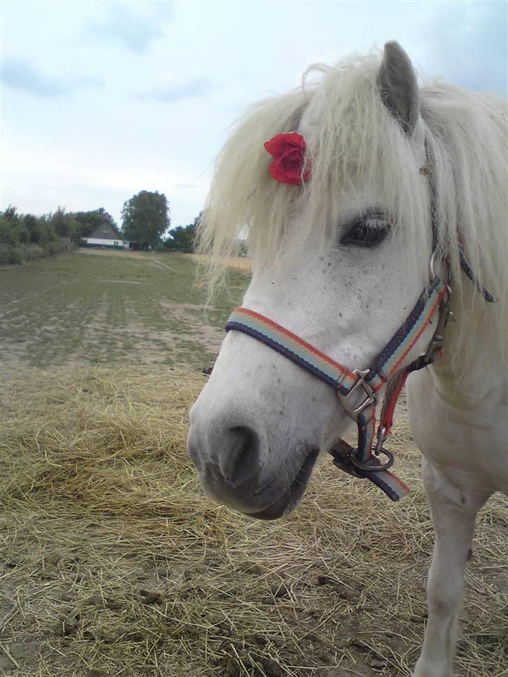 Shetlænder Freja *Venindes**Knold* - på folden med blomst .. igen .. billede 3