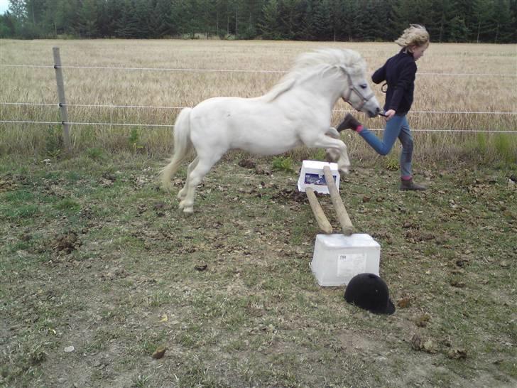 Shetlænder Freja *Venindes**Knold* - springer med Camilla .. XD billede 4