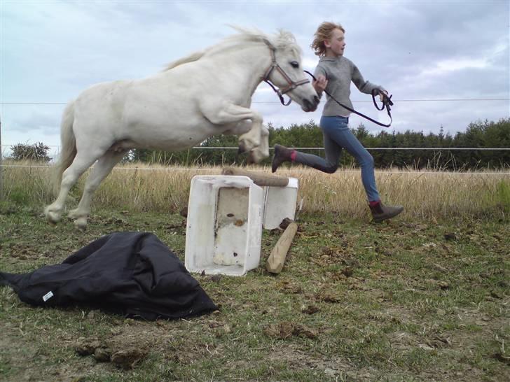 Shetlænder Freja *Venindes**Knold* - Springer igen .. billede 5