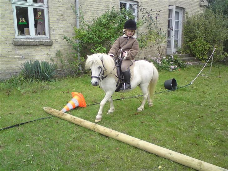 Shetlænder Freja *Venindes**Knold* - -- endnu en bom .. billede 11