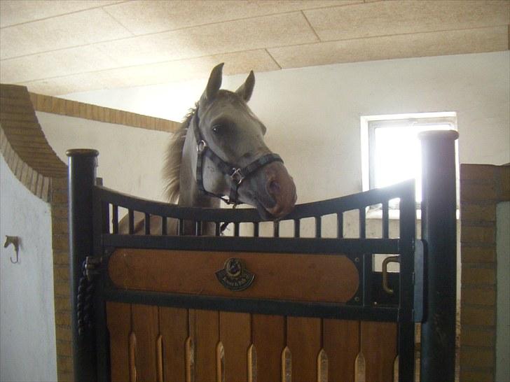 Anden særlig race Kirks Monty !SOLGT! billede 17