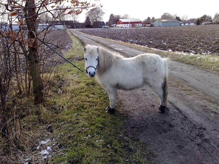 Shetlænder Freja *Venindes**Knold* - før at vi har striglet hende .. den lille mudder tøs .. XD billede 14