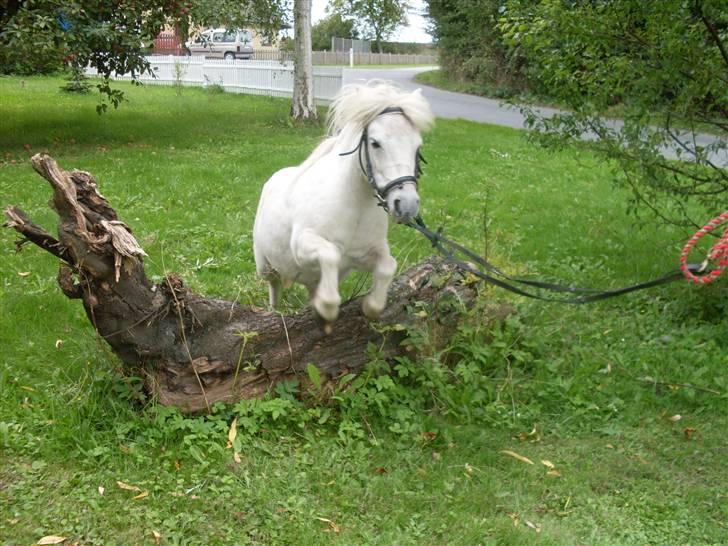 Shetlænder Freja *Venindes**Knold* - et ille naturspring... billede 16