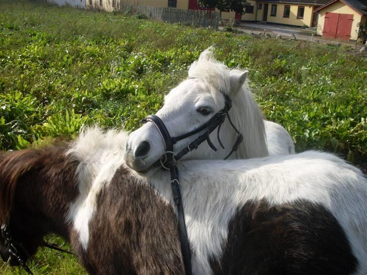 Shetlænder Freja *Venindes**Knold* - Sammen med Fiona .. billede 18