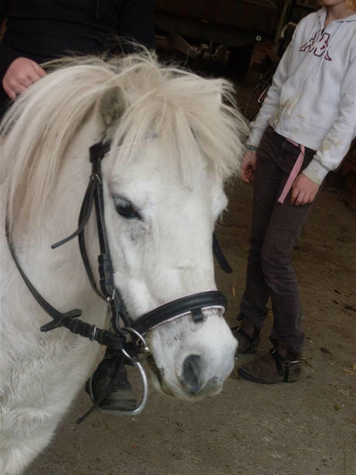 Shetlænder Freja *Venindes**Knold* - Freja´s smukke hoved... billede 20