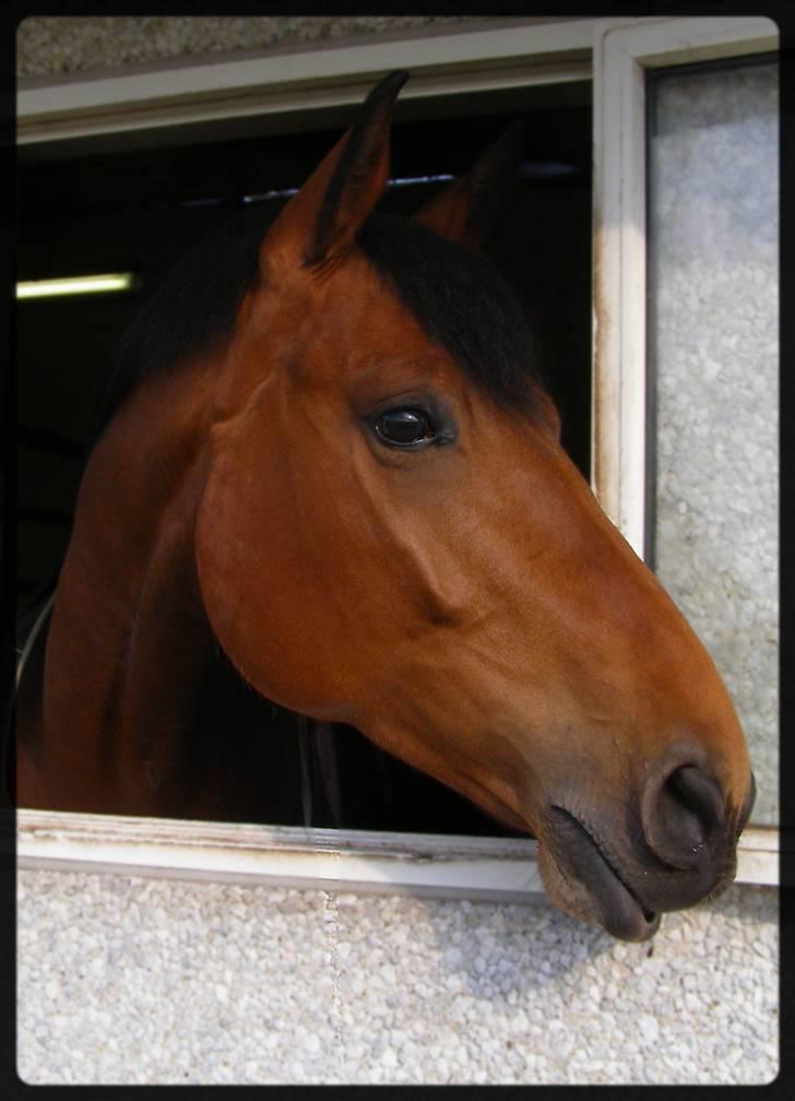Dansk Varmblod Gørklintgårds Oliena - Gørklintgårds Oliena <3 billede 1