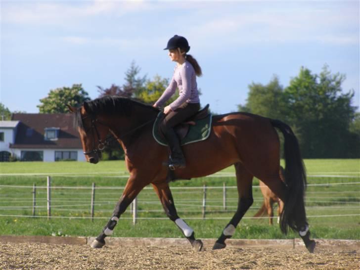 Dansk Varmblod Gørklintgårds Oliena - Den smukke :* billede 2