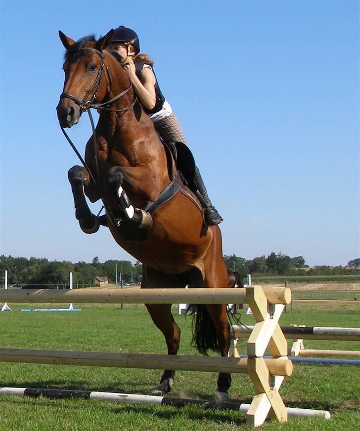Dansk Varmblod Gørklintgårds Oliena - 4. gang Olle springer med rytter :D <3 billede 3