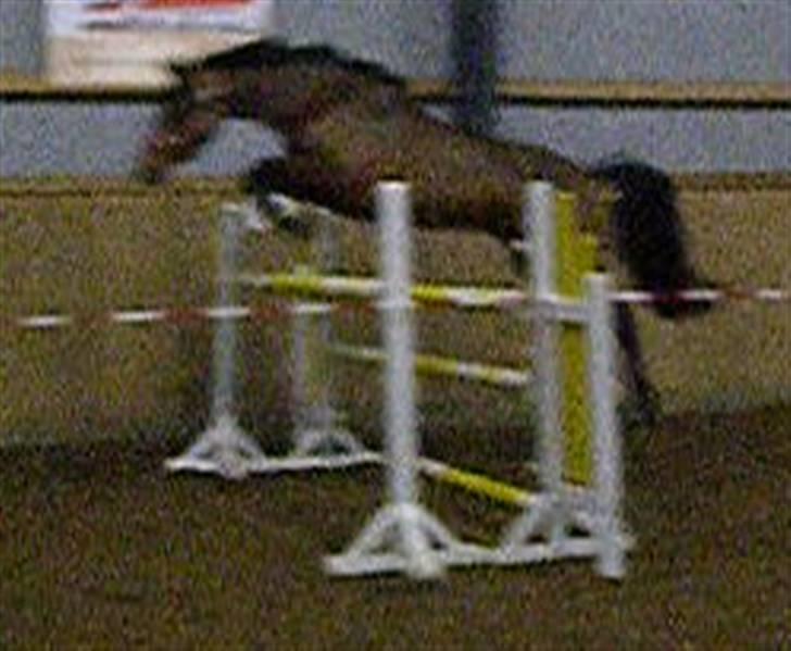 Dansk Varmblod Gørklintgårds Oliena - Løsspringning (: billede 5