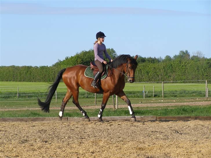 Dansk Varmblod Gørklintgårds Oliena - :D <3 billede 6