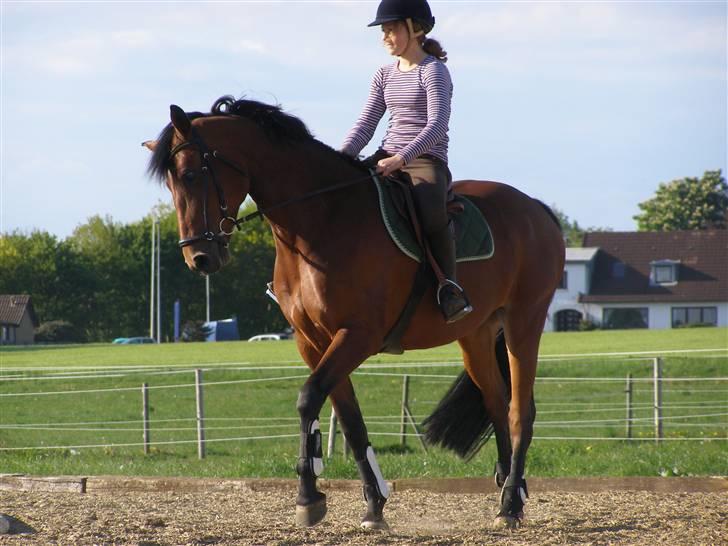 Dansk Varmblod Gørklintgårds Oliena -  :* <3 billede 7