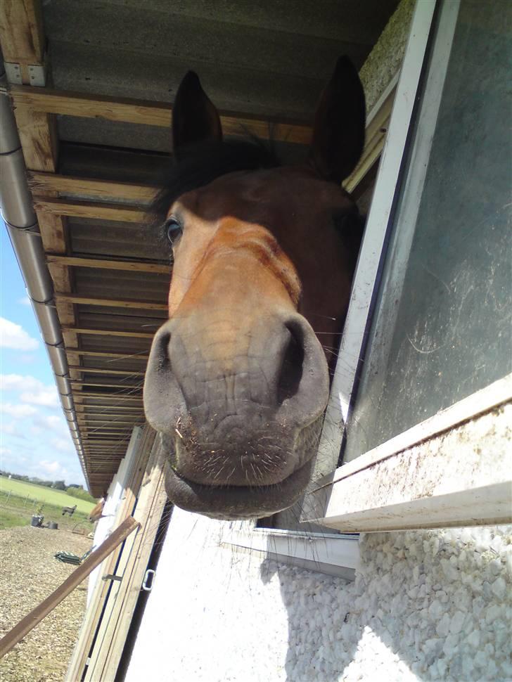 Dansk Varmblod Gørklintgårds Oliena - Halløjsa´ :D <3 billede 8