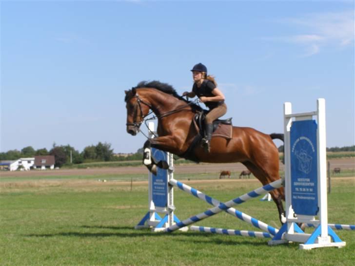 Dansk Varmblod Gørklintgårds Oliena - Springundervisning {: <3 billede 9