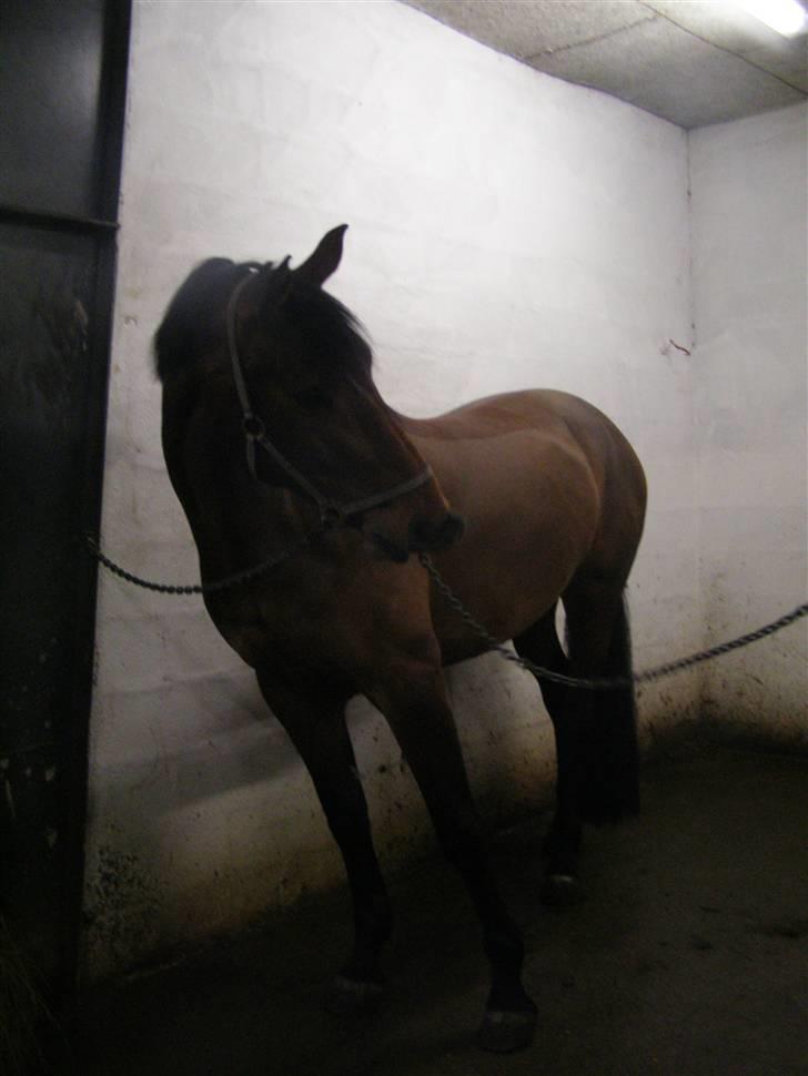 Dansk Varmblod Gørklintgårds Oliena - Frække Olle d: billede 10