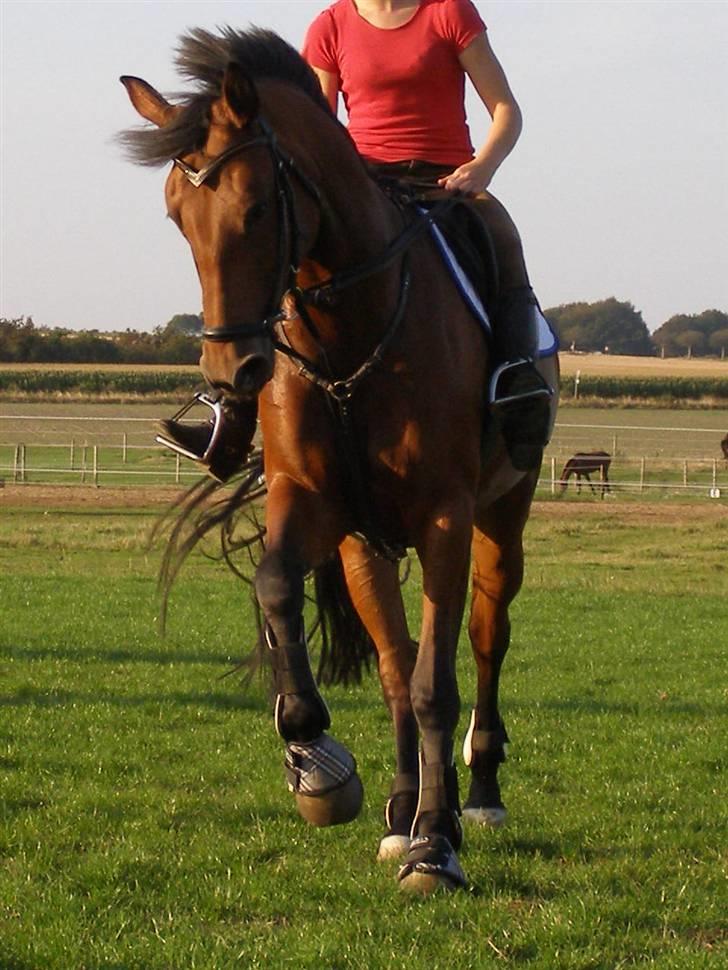 Dansk Varmblod Gørklintgårds Oliena - :D <3 billede 11