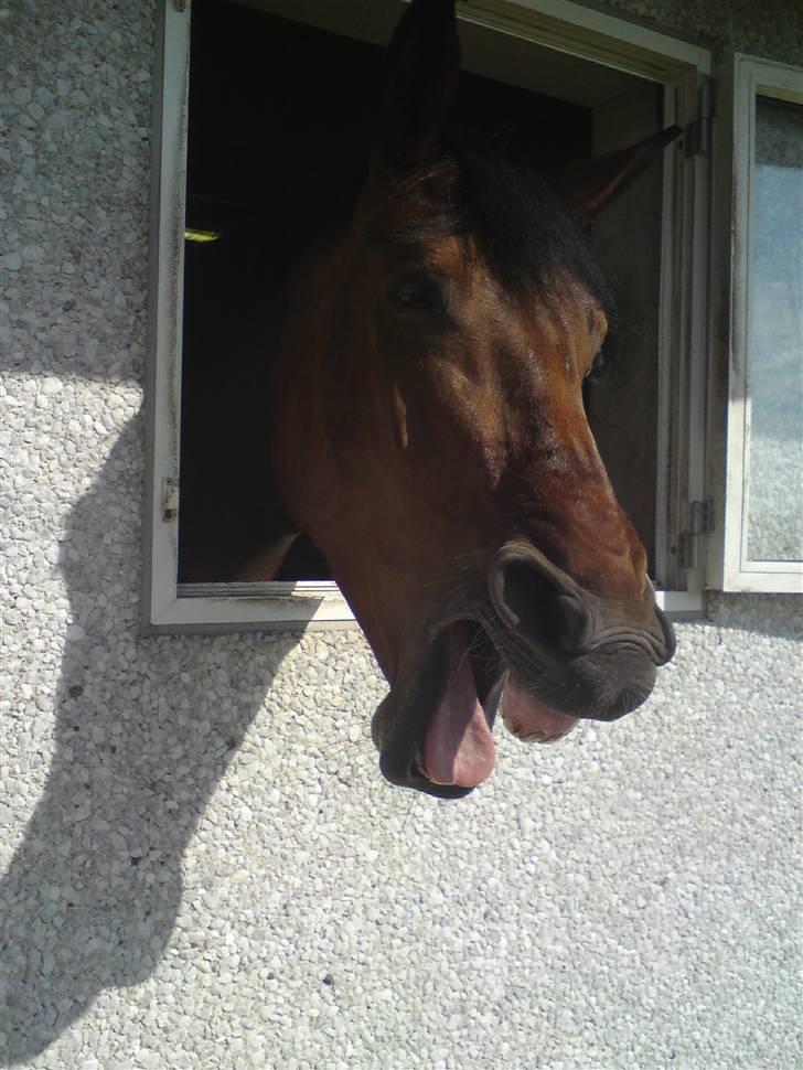 Dansk Varmblod Gørklintgårds Oliena - Gaaab :O :D <3 billede 12