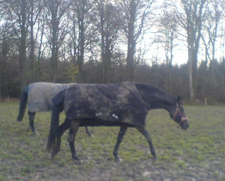 Hannoveraner Ruby ¤ R.I.P ¤ - Ruby på fold <3 billede 15