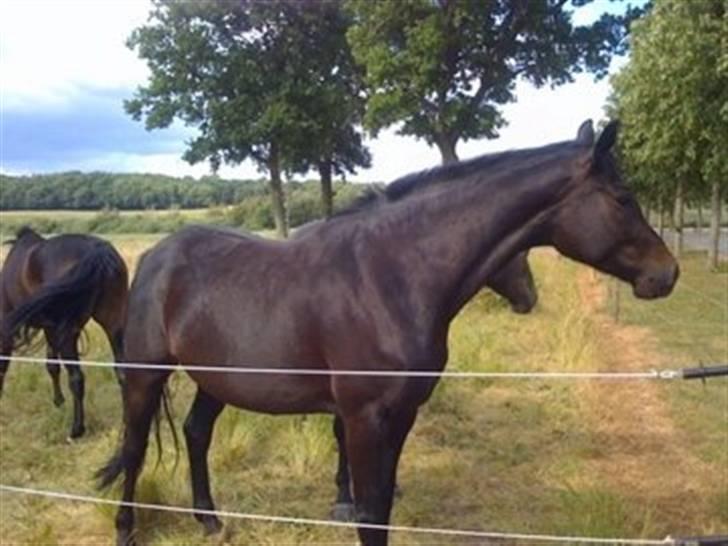 Hannoveraner Ruby ¤ R.I.P ¤ - Ruby på sommergræs (: billede 19