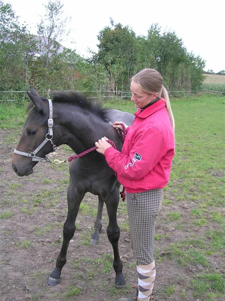 Holstener KK's Compagnon - Velkommen til KK´s Compagnon´s profil billede 1