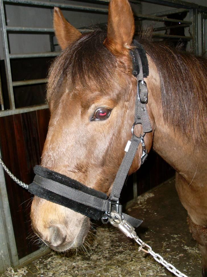 Anden særlig race G'B RIDESKOLE PONY. - -´velkommen til Ghost Buster´s profil<3 © copyright. billede 1