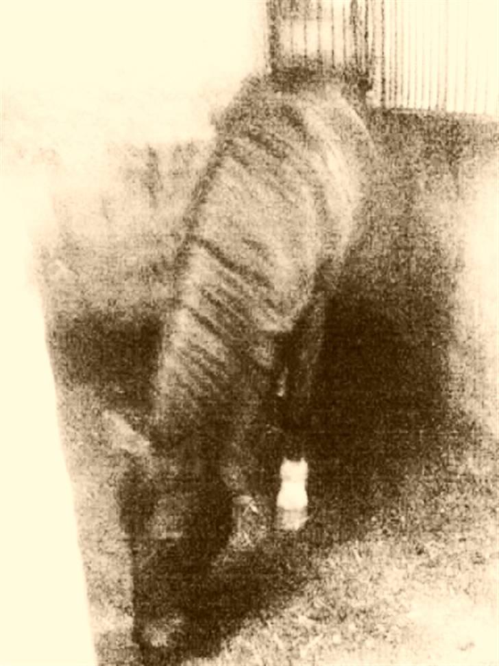 Anden særlig race G'B RIDESKOLE PONY. - © copyright. billede 2