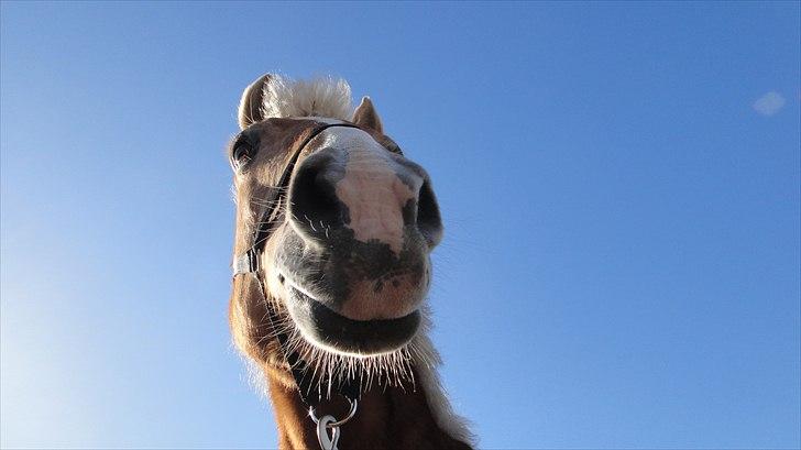 Haflinger Linette - Verdens bedste mule! <3<3<3 Foto: Mig billede 20