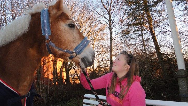 Haflinger Linette - Ingen er perfekte, men vi to er perfekte for hinanden! .. Jeg elsker dig! ♥♥ Foto: Mor billede 10