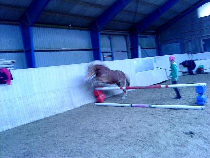 Haflinger Linette - 7) Linette løsspringer lidt foråret 2011, her over 85 cm (hun var ude af form der) Foto: Mig - med mobil billede 2