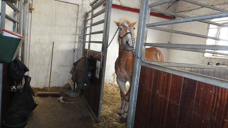 Haflinger Linette - ''Okay! Jeg har altså advaret jer, så nu bryder jeg altså ud!!'' :-D Foto: MIg billede 19