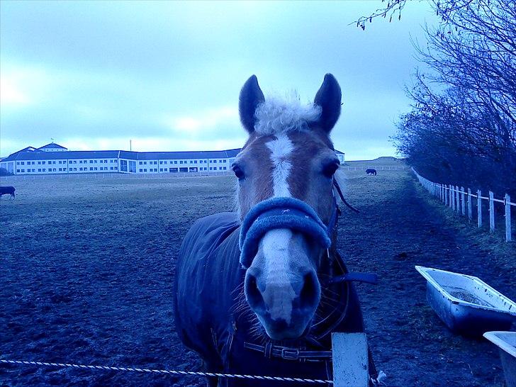 Haflinger Linette - På fold på LØR 2010 :-) Hun ser såå kæær ud her! Foto: Mig billede 13