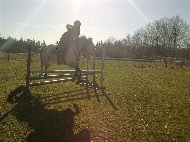 Hollandsk Sportspony Tiger - My soulmate<3 (Snoopy) - smuksakken  billede 16