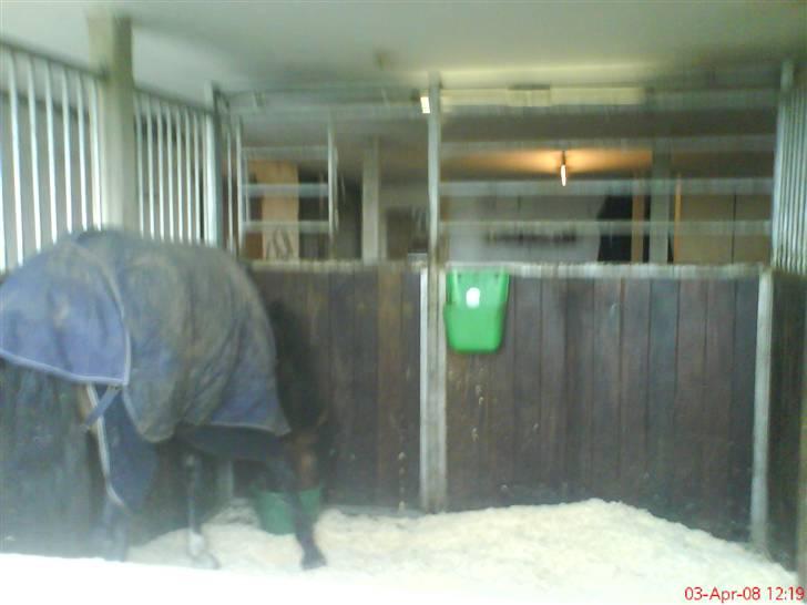 New Forest Newton  ¤Solgt¤ billede 20