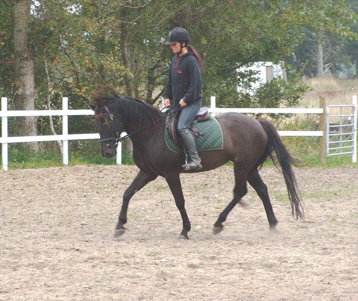Welsh Cob (sec D)  - Amira (SOLGT) - 15; med Line | d. 6 oktober 2010 | foto: mig. billede 15