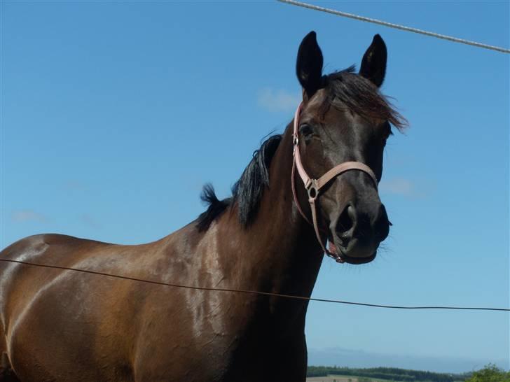 Welsh Cob (sec D)  - Amira (SOLGT) - 17; Amira på fold :p. Fuck jeg elsker hende (´: billede 17