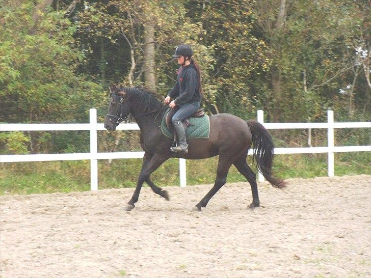 Welsh Cob (sec D)  - Amira (SOLGT) - 20; med Line | d. 6 oktober 2010 | foto: mig. billede 20