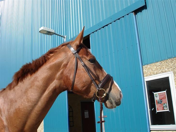 Oldenborg Clemenst Gucci *himmelhest* - Står og kigger efter hans legekammerater på folden. billede 1