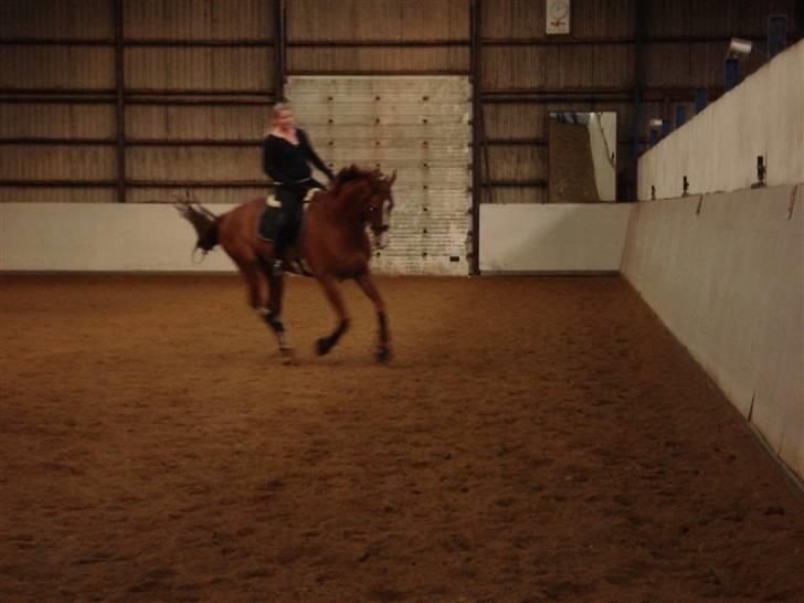 Oldenborg Clemenst Gucci *himmelhest* - Maj 2008 billede 2