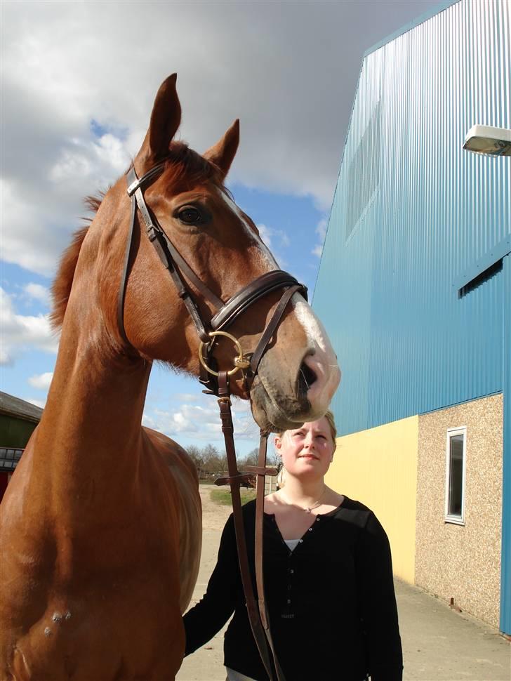 Oldenborg Clemenst Gucci *himmelhest* - Står stadig og kigger efter kammeraterne. billede 5