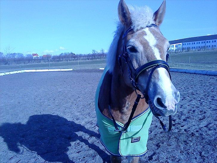 Haflinger Linette - Ude og lufte vores grønne udstyr lidt, 2011 :-) Foto: Mig billede 16