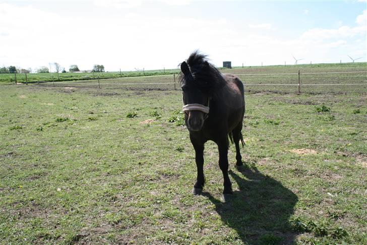 Anden særlig race Baluge SOLGT billede 2