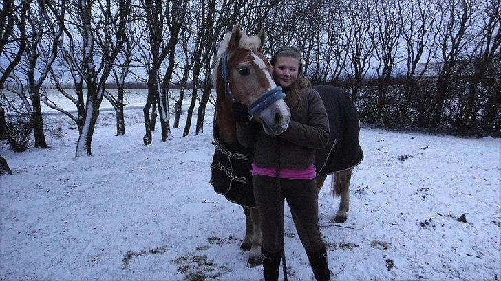 Haflinger Linette - 17)  Jeg elsker dig. ♥♥ 2011 foto: mor. billede 3
