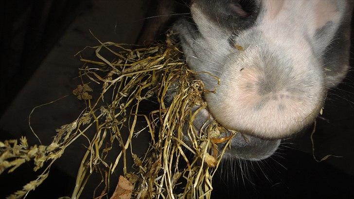 Haflinger Linette - 18) Linette gør det hun er bedst til: AT SPISE! :-D Foto: Mig billede 9