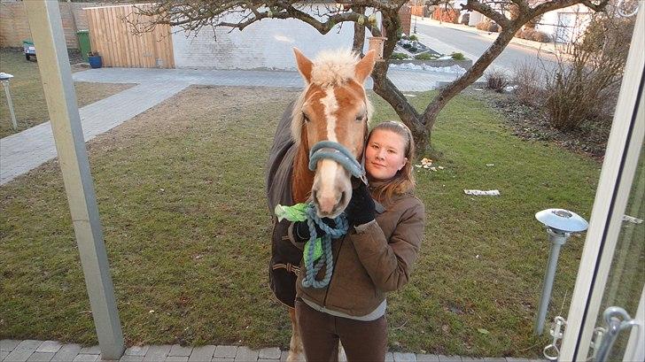 Haflinger Linette - 19) Linette og jeg på gåtur vinteren 2011, her er vi hjemme i haven :-) ♥ Foto: far - Jeg er dårlig til matematik, men jeg ved, at du kan regne med mig. Jeg er også dårlig til geografi, men jeg kan fortælle dig, at du bor i mit hjerte! ♥♥ 
         billede 4