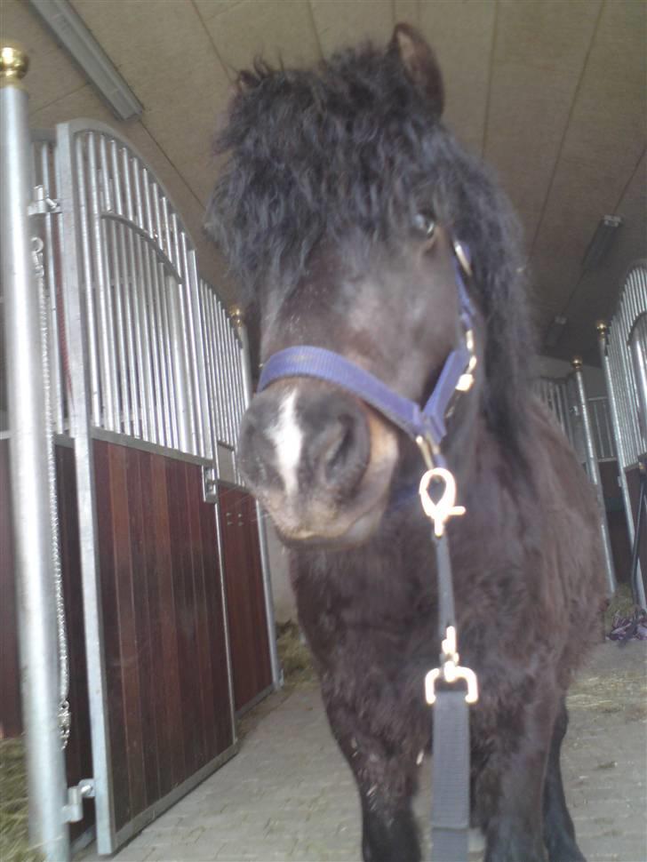 Anden særlig race Baluge SOLGT billede 13