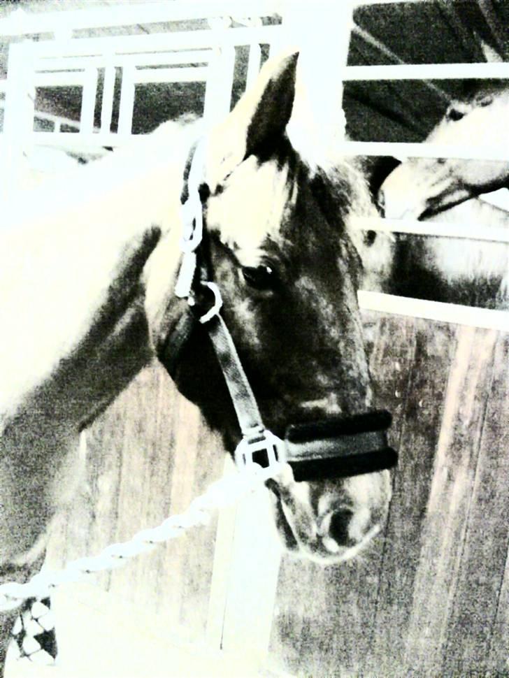 Anden særlig race G'B RIDESKOLE PONY. - © copyright. billede 3