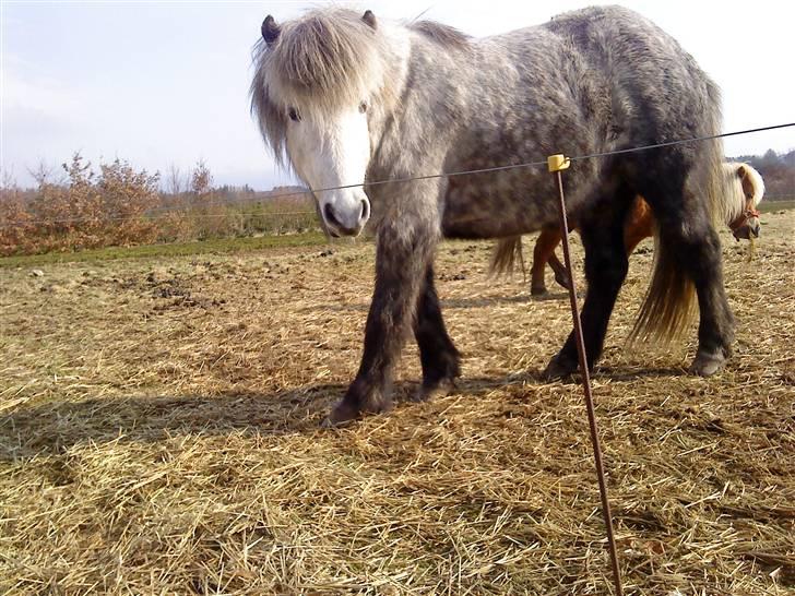 Islænder Gladur **SOLT** billede 1